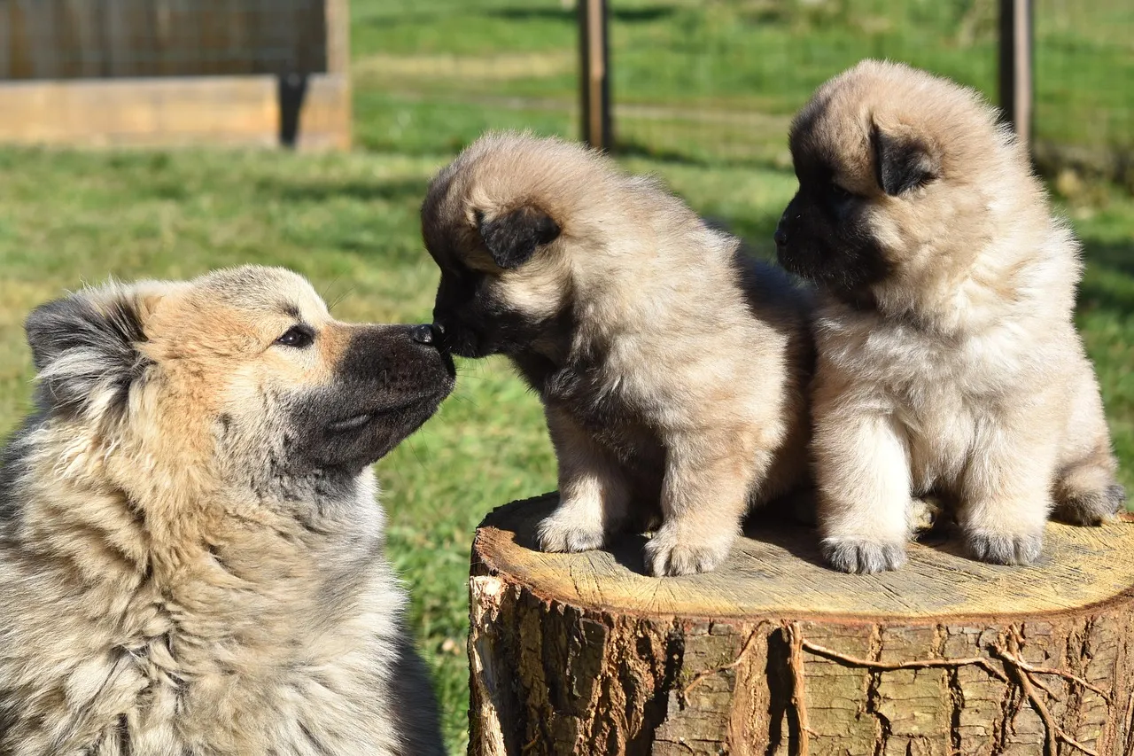 Raisers and their pups from Guide dogs for the blinds  visited Solvang.